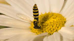 insekten015