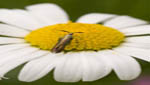 insekten016