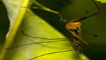 insekten028